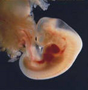 Развивающаяся оплодотворенная яйцеклетка - фото